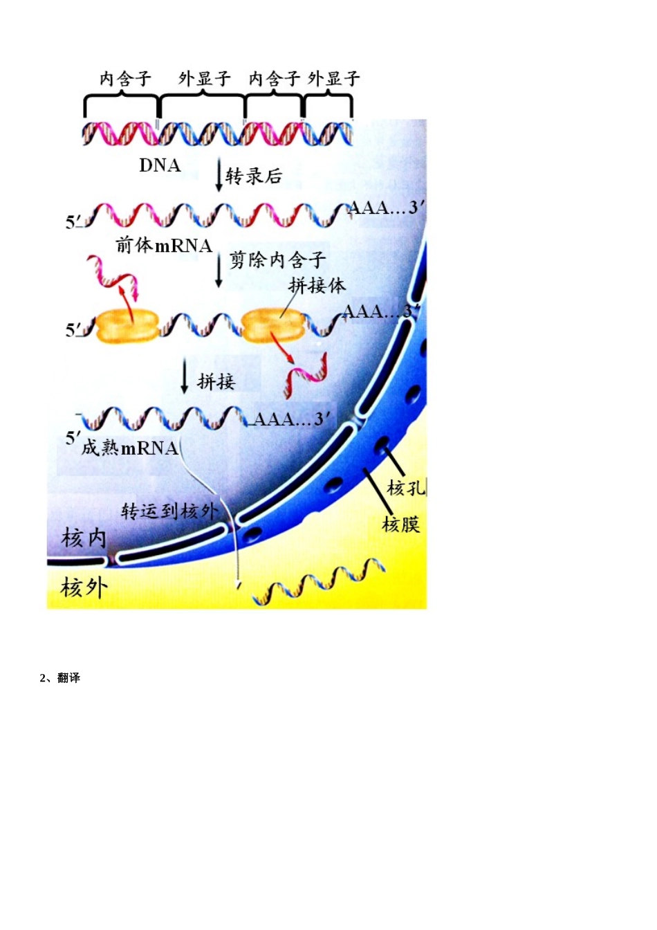 基因控制蛋白质的合成习题及答案详解_第3页