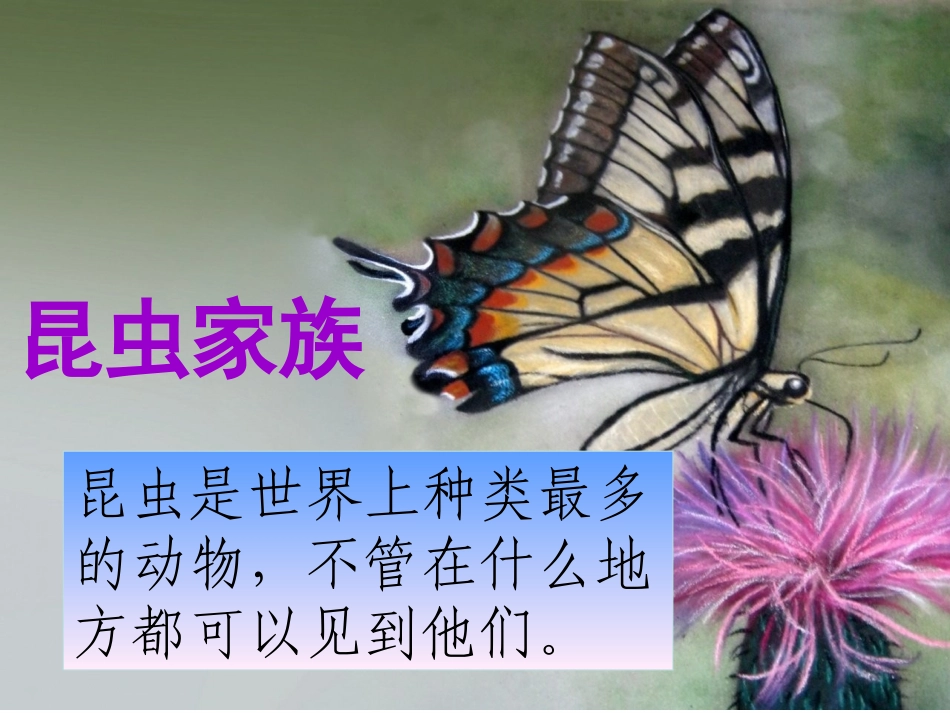 培英常识《昆虫家族》_第1页