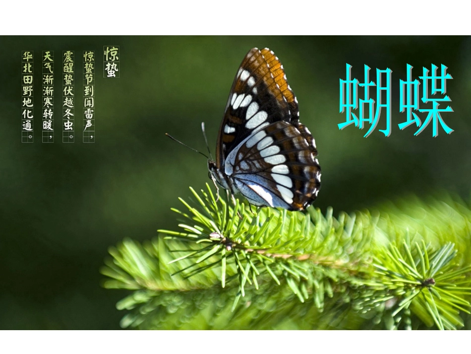培英常识《昆虫家族》_第3页
