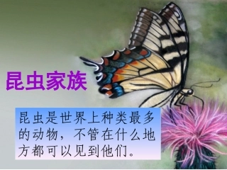 培英常识《昆虫家族》