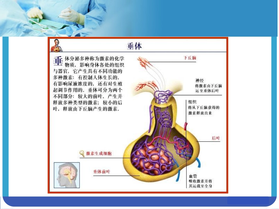 垂体课件内分泌科_第3页