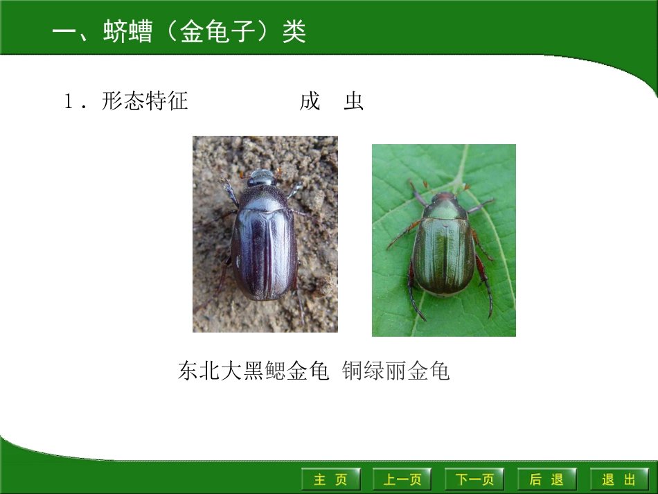 园艺植物病虫害防治4.3_第2页