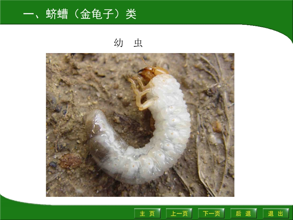 园艺植物病虫害防治4.3_第3页