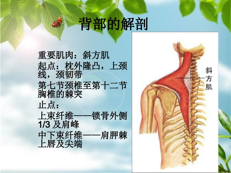 四肢后面深层解剖_第2页