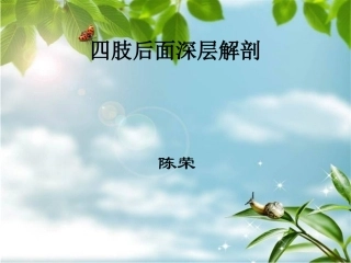 四肢后面深层解剖