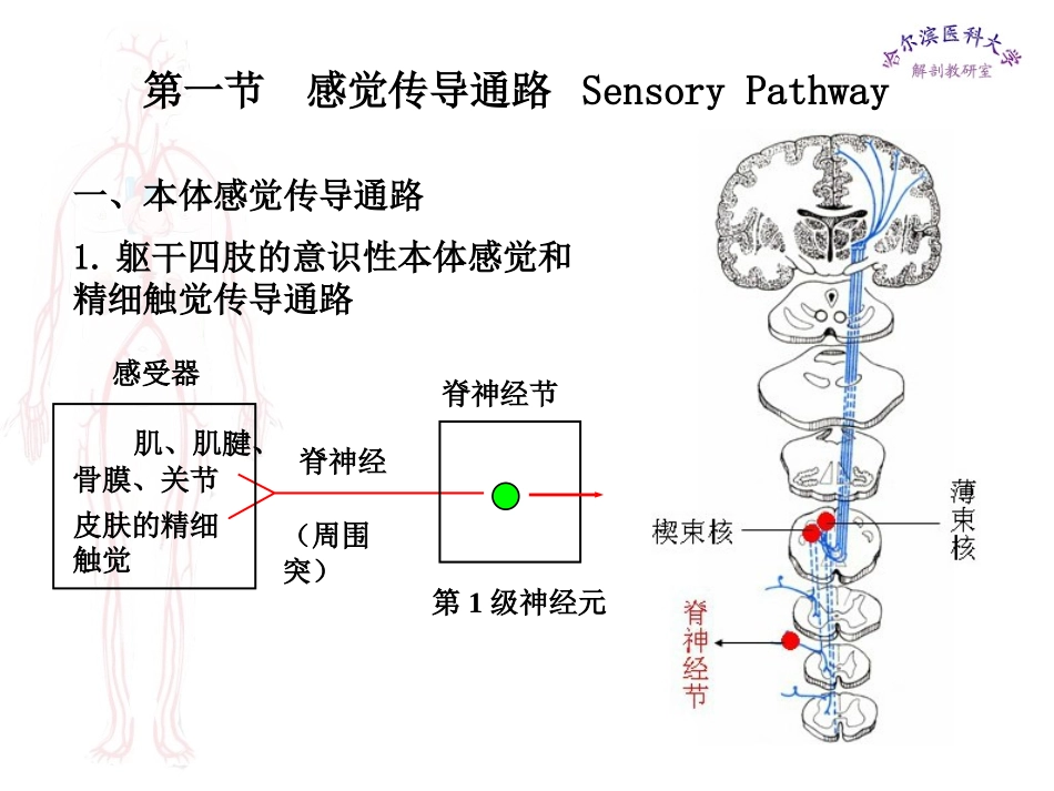 哈医大系解课件_第3页