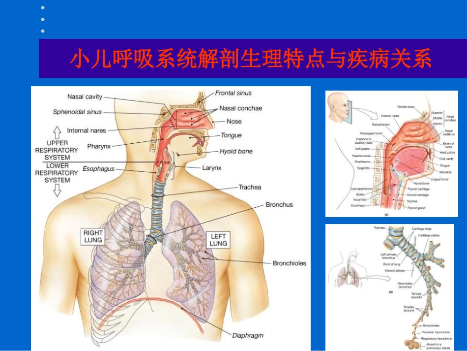 咳嗽诊疗新观点_第2页