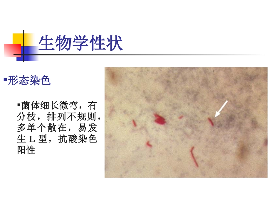 呼吸道感染的细菌_第3页