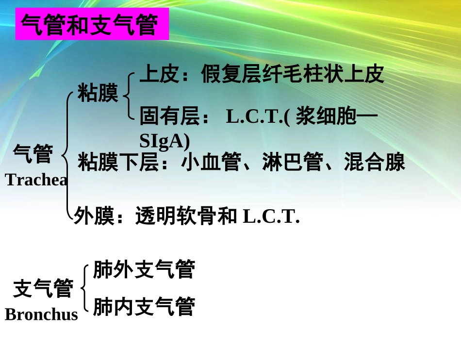 呼吸系统生理及常见病_第3页