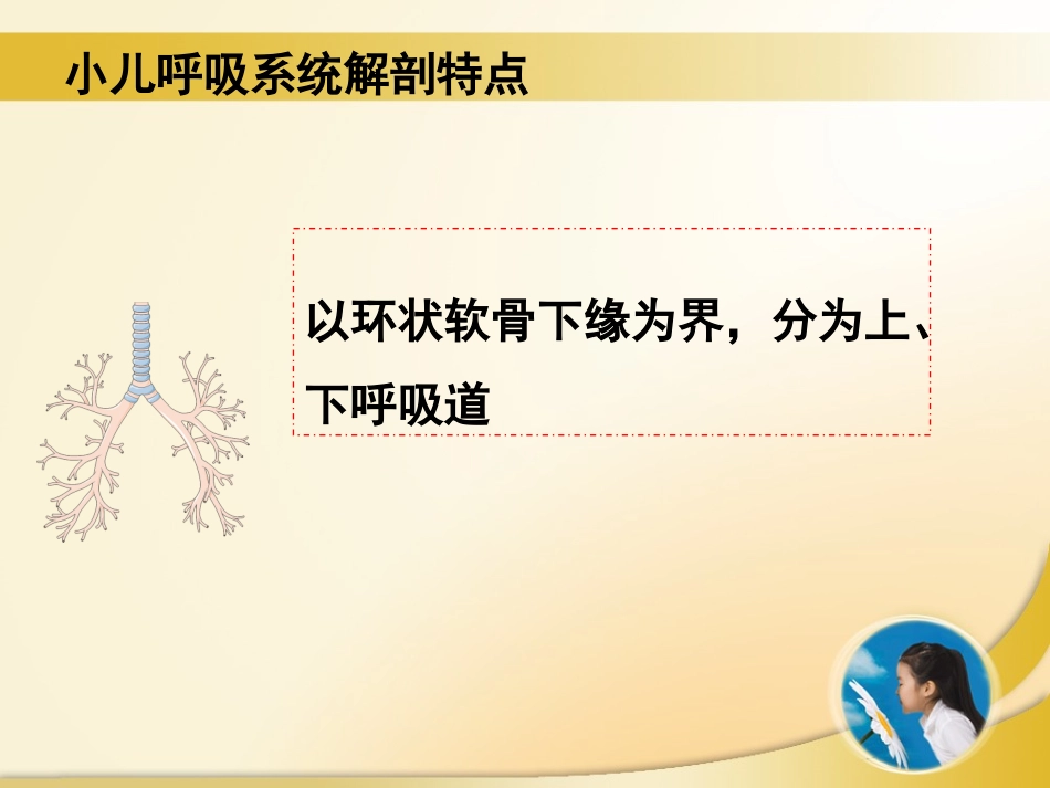 呼吸系统总论、急性上呼吸道感染、急性支气管炎_第3页