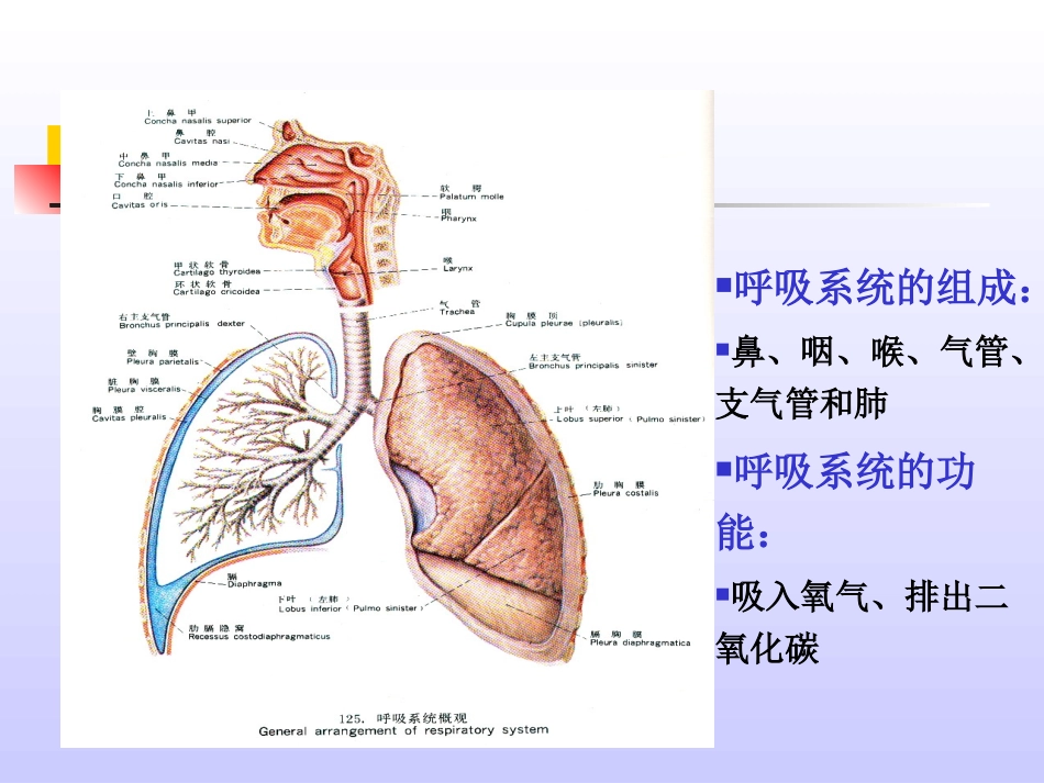 呼吸系统病理_第2页