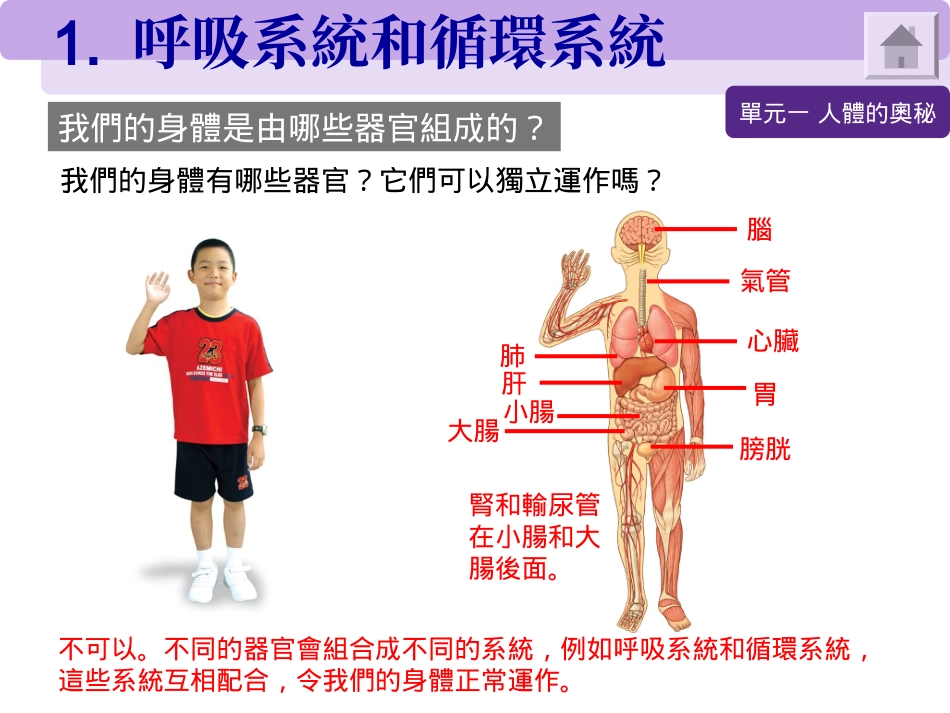 呼吸系统和循环系统_第1页