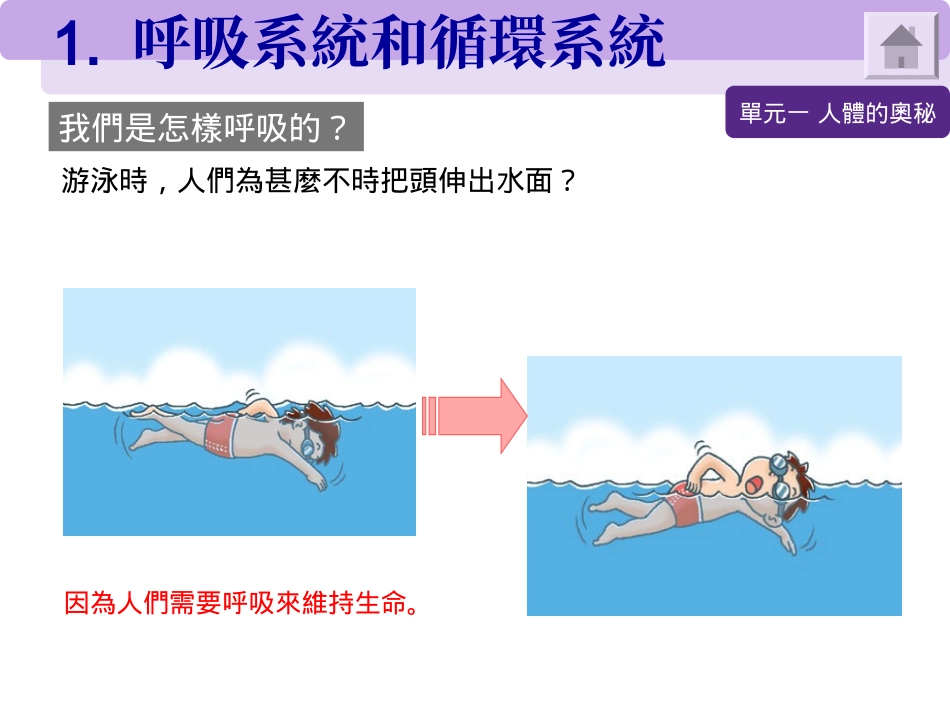 呼吸系统和循环系统_第3页