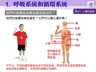 呼吸系统和循环系统