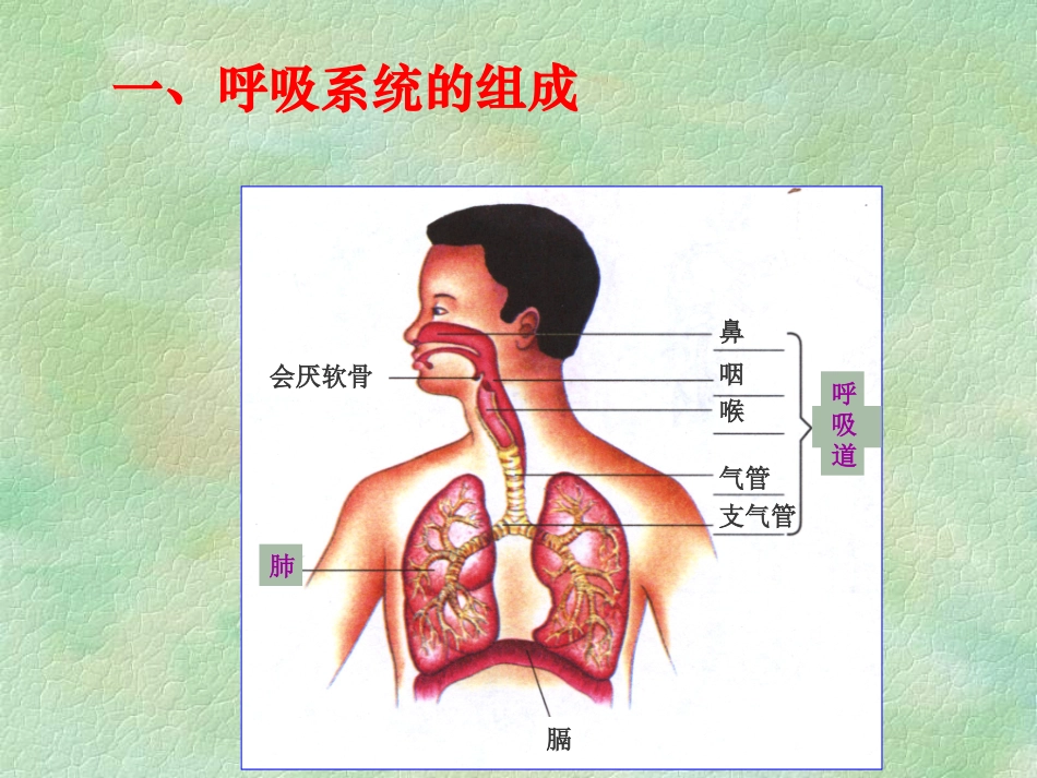 呼吸系统对空气的处理1._第3页