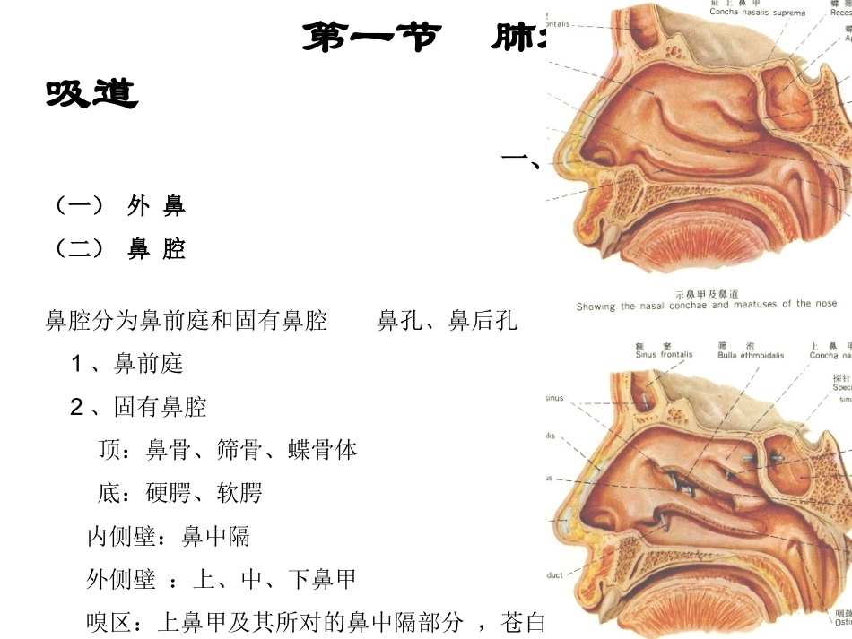 呼吸系统-肺外呼吸道_第2页