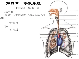 呼吸系统-肺外呼吸道