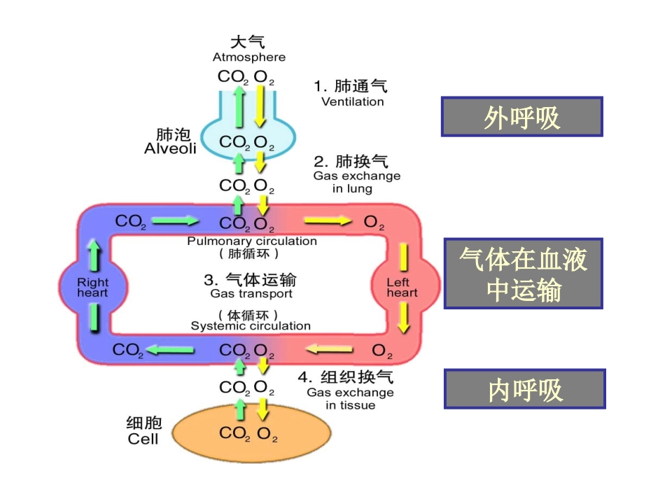 呼吸功能不全(病生)_第2页