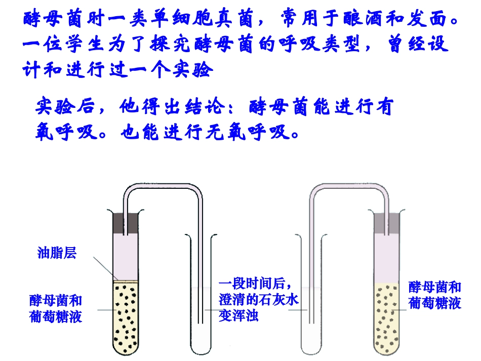 呼吸作用一资料_第3页