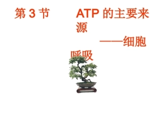 呼吸作用一资料