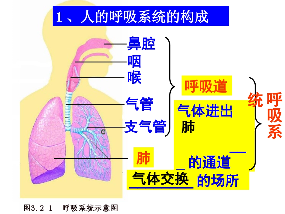 呼吸与血液循环复习_第2页