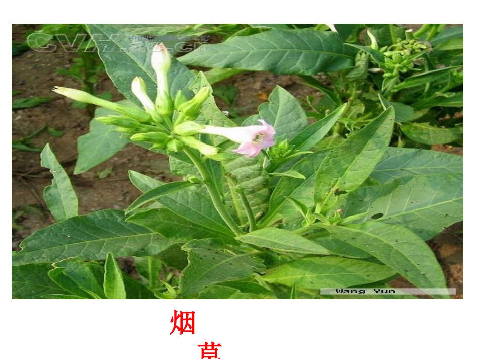 吸烟对人体的危害_第2页