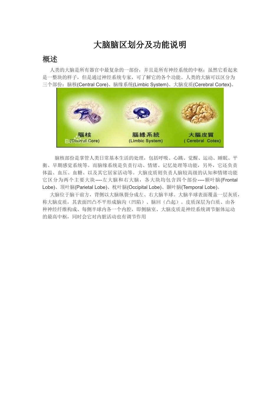 各脑区划分及功能_第1页