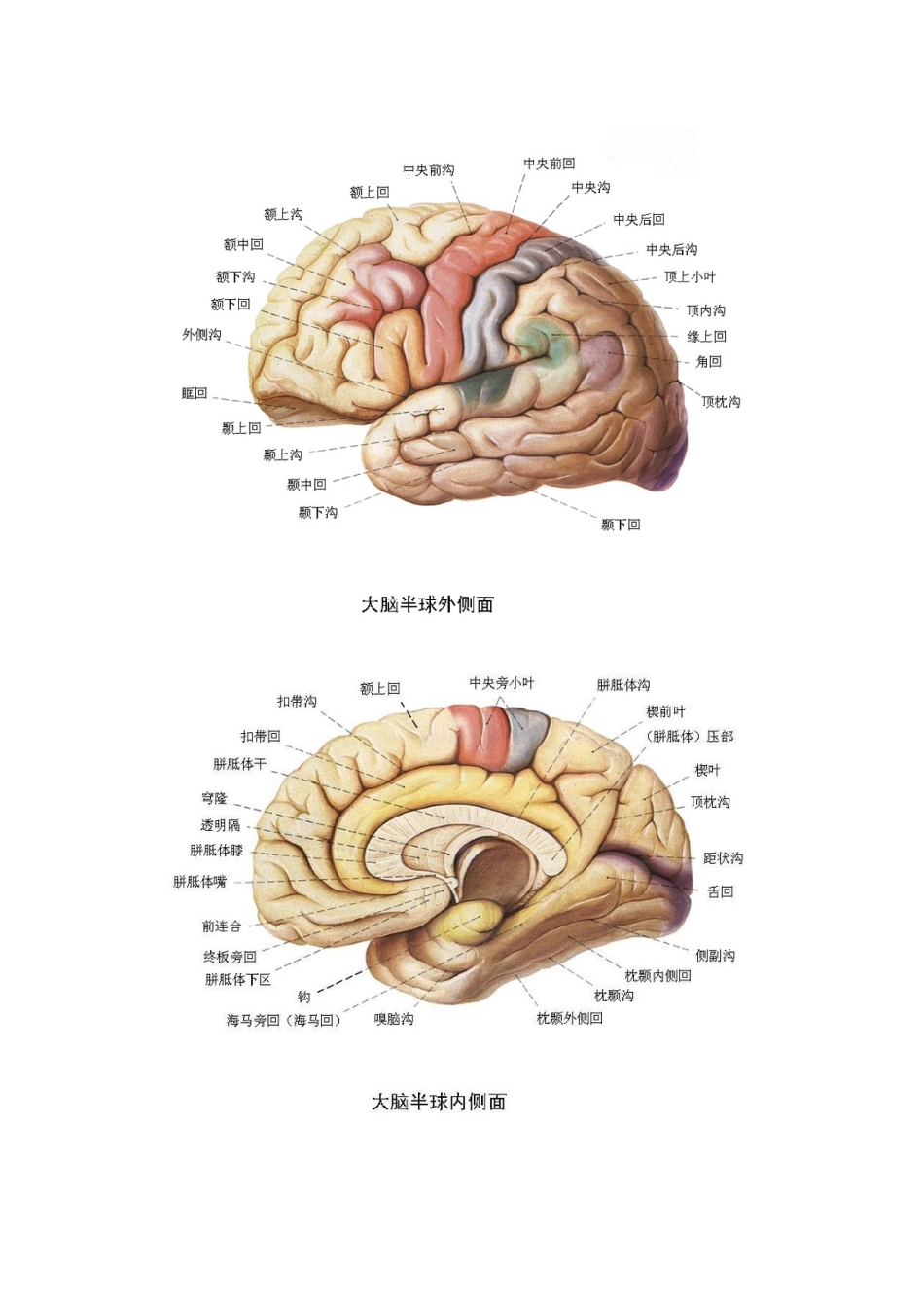 各脑区划分及功能_第3页