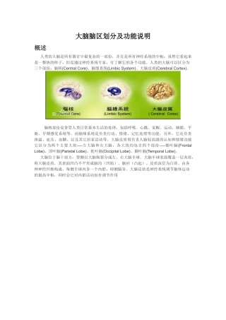 各脑区划分及功能