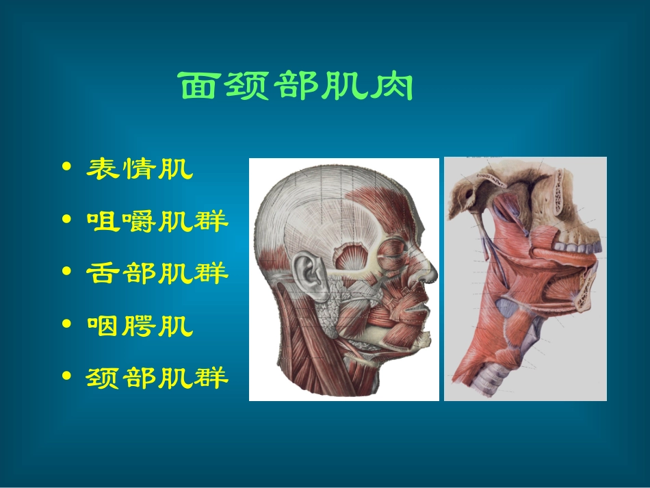 口腔颌面部解剖肌肉及筋膜_第2页