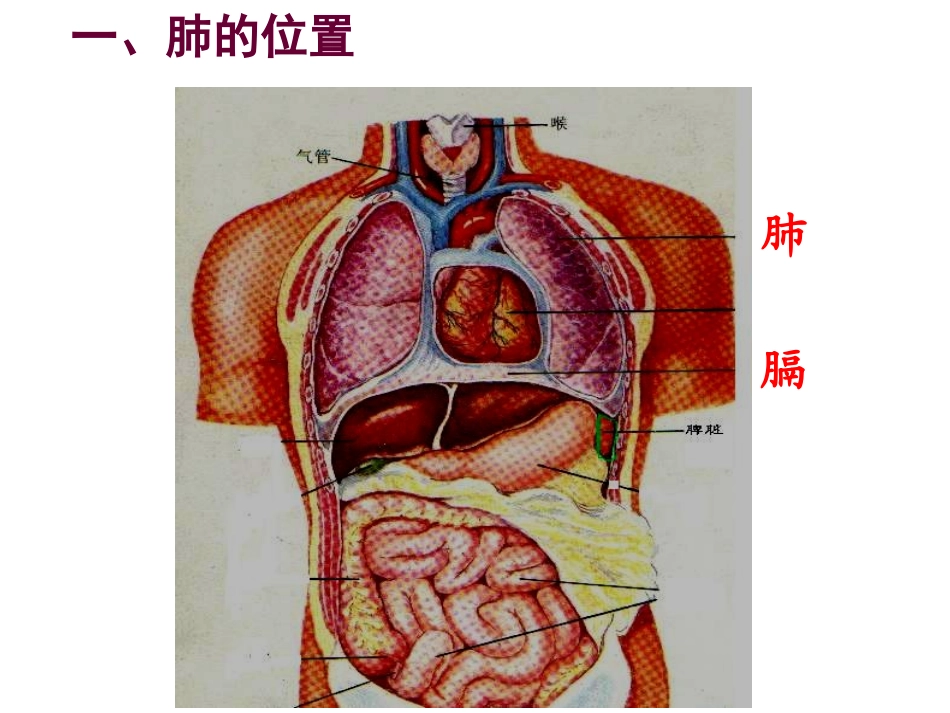 发生在肺里的气体交换动画_第2页