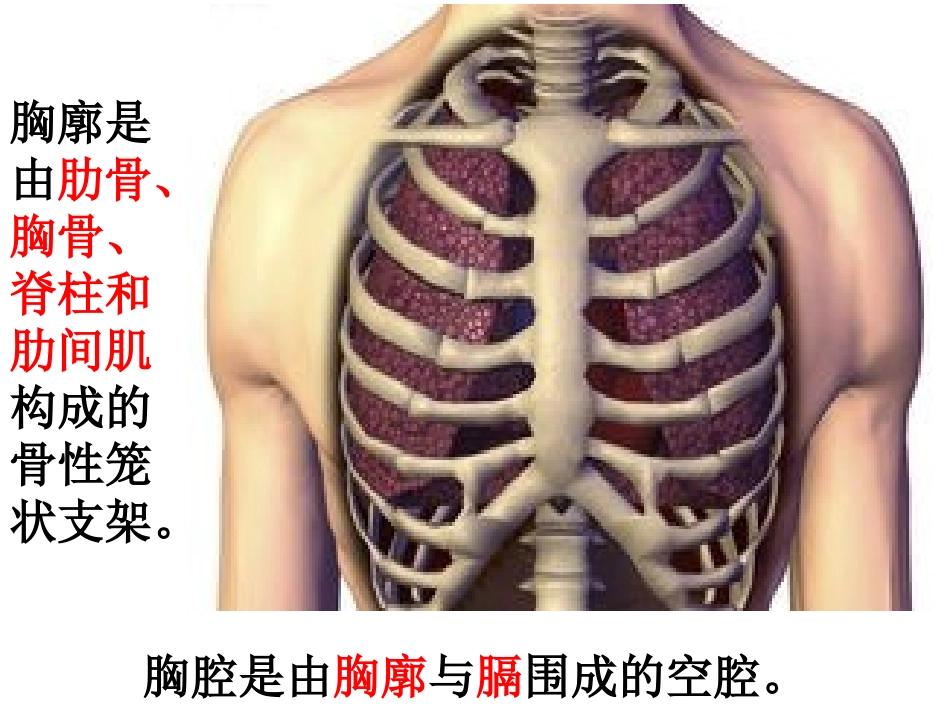 发生在肺里的气体交换动画_第3页