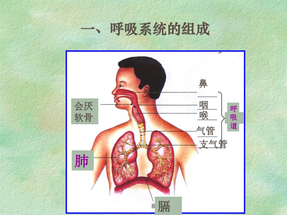 发生在肺内的气体交换AKnKUn_第1页