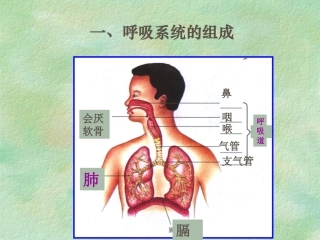 发生在肺内的气体交换AKnKUn