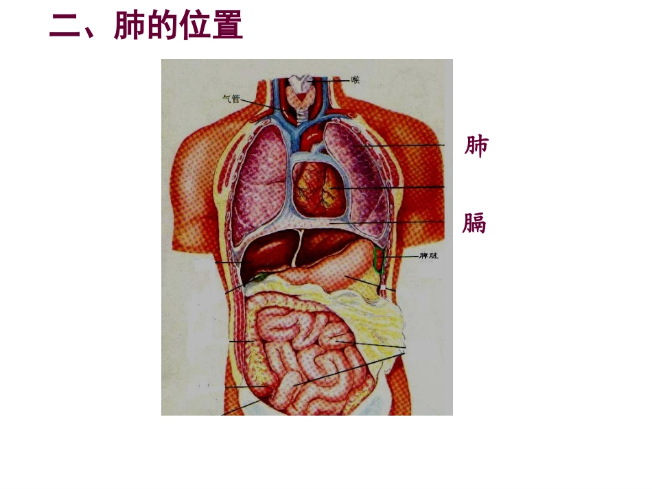 发生在肺内的气体交换.ppt_第2页