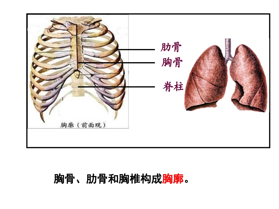 发生在肺内的气体交换.ppt_第3页