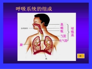 发生在肺内的气体交换1