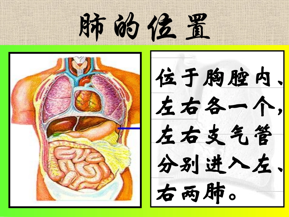 发生在肺内的气体交换.ppt._第3页