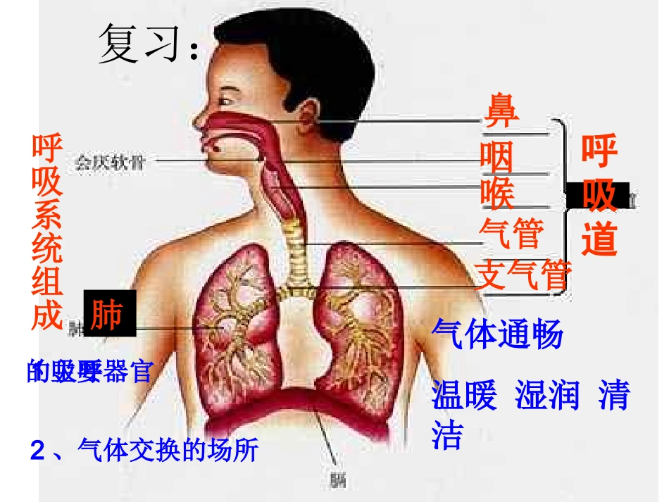 发生在肺内的气体交换(修改)_第1页