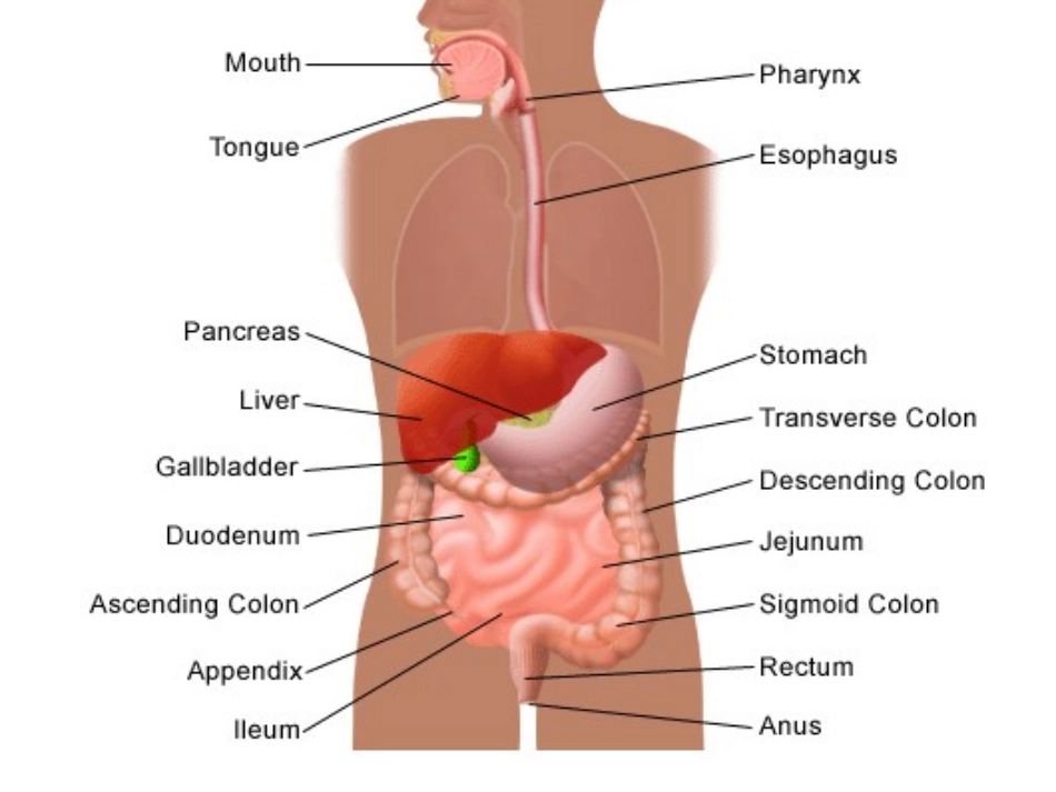 双语医学课件2-消化系统The Digestive System_第3页
