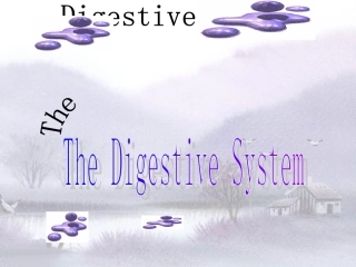 双语医学课件2-消化系统The Digestive System