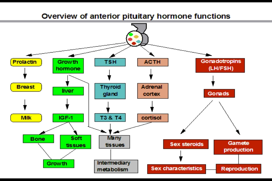 原醛addison-病_第2页