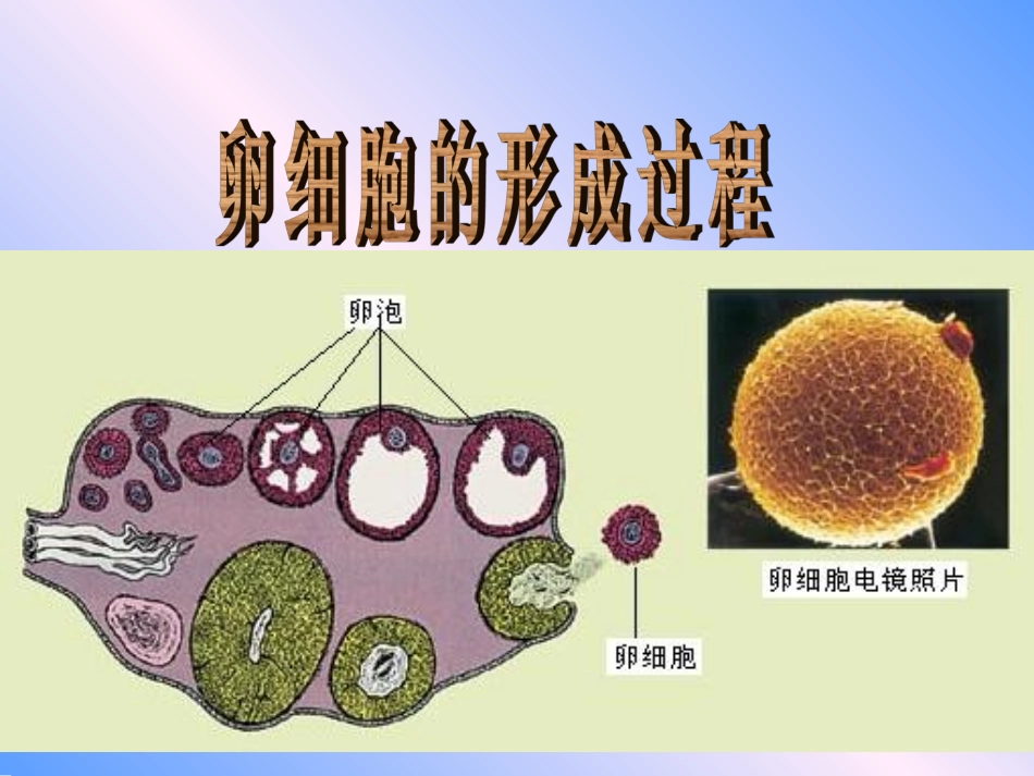 卵细胞的形成及受精作用_第1页