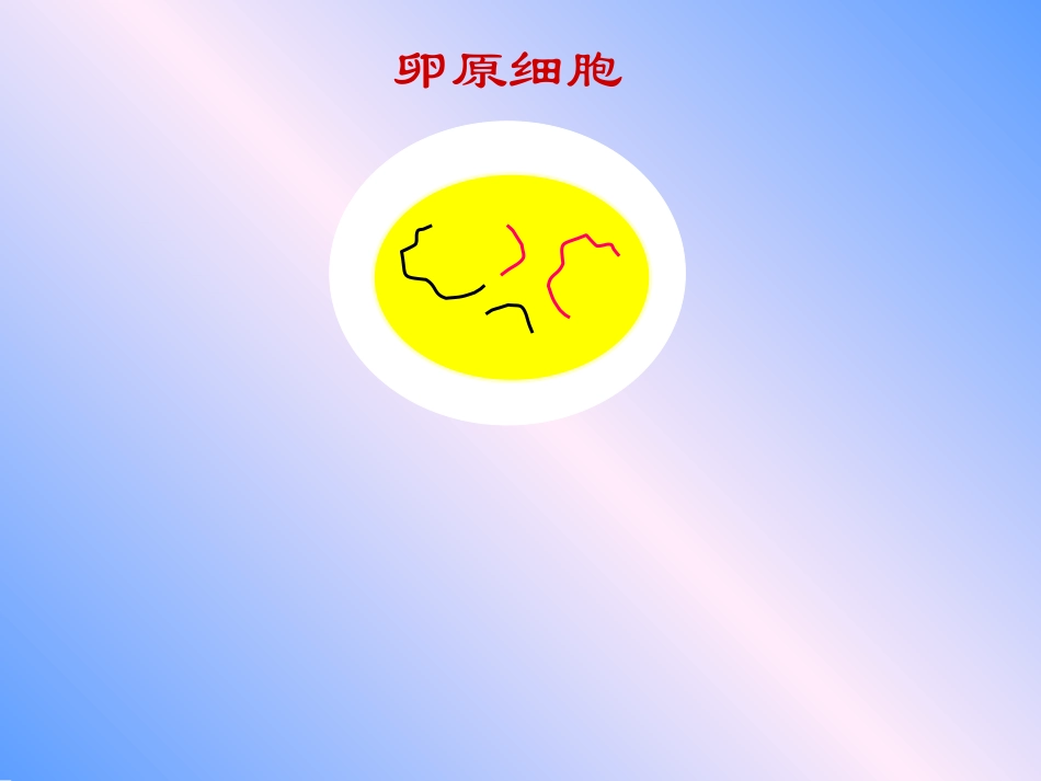 卵细胞的形成及受精作用_第3页
