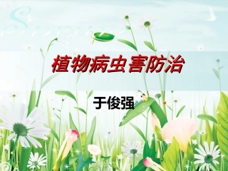 十字花科蔬菜病虫害剖析