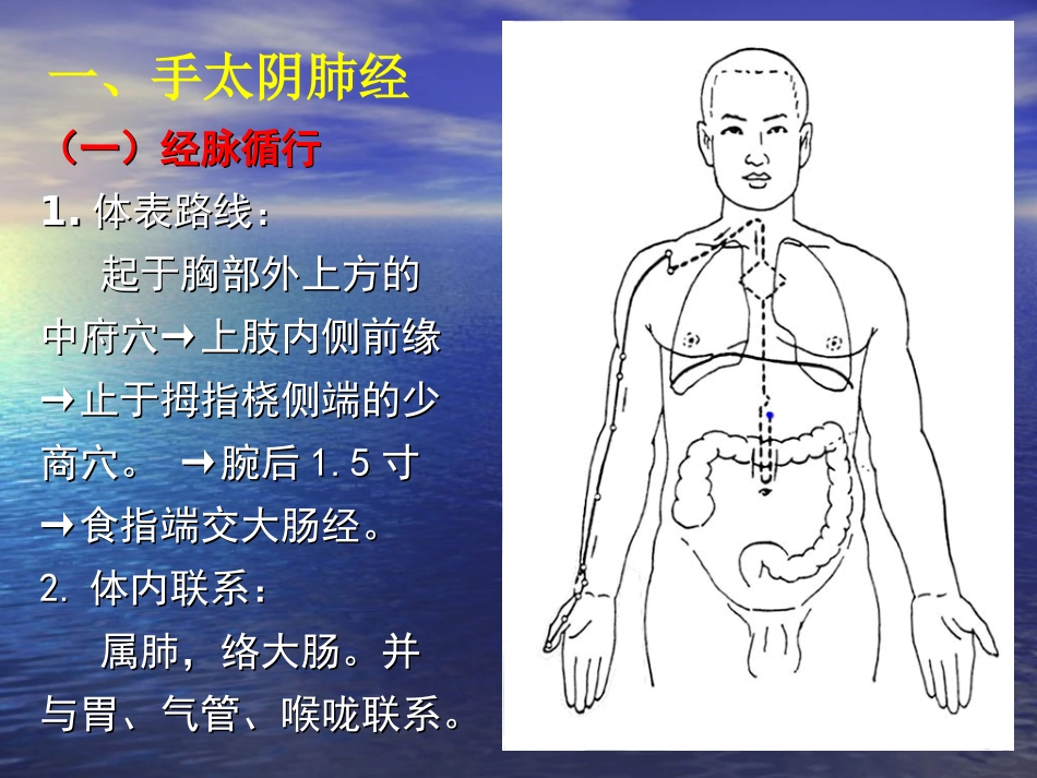 十四经脉和常用穴_第2页