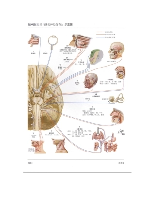 十二对脑神经总结--奈特图谱+文字说明,最详细