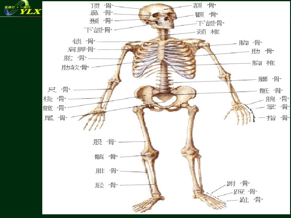 医路行运动系统()_第1页