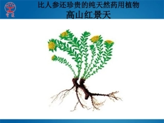 医书药典记载的红景天