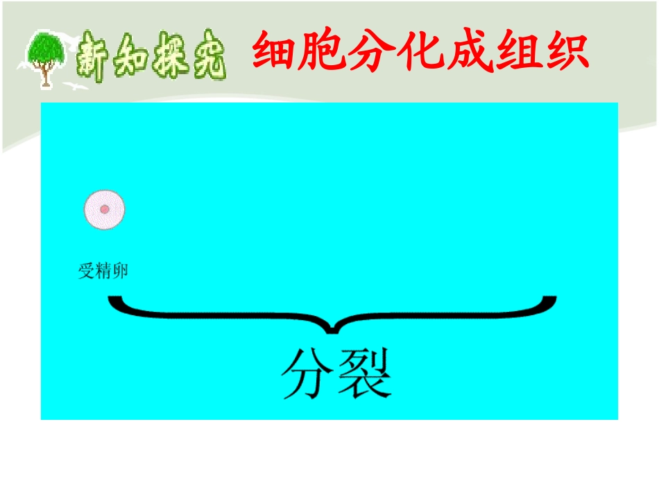 北师大版-第4章第1节--细胞分化形成组织(共25张PPT)_第2页